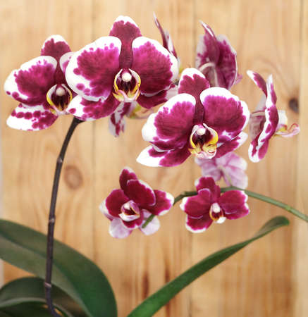 White-burgundy spotted Phalaenopsis orchid, Murcia variety, macro photography, selective focus, square formatの写真素材