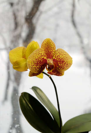 Yellow burgundy speckled Phalaenopsis orchid cultivar Charmer against the background of a winter window, macro photography, selective focus, with a place for an inscription, vertical orientation.の写真素材