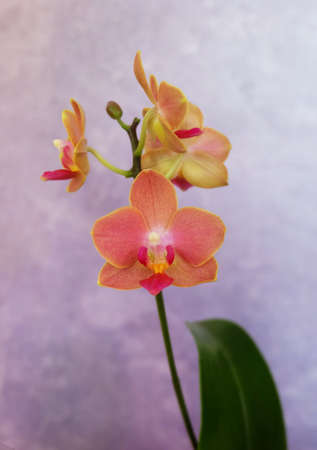 Orange mini phalaenopsis orchid, cultivar Alice van orange, macro photography, selective focus, with space for an inscription, vertical orientation.の写真素材