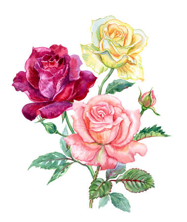 Bouquet of three roses: yellow, burgundy and pink, watercolor illustration isolated on white background, clipart, decor for various product designs.の写真素材