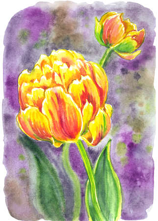 Yellow-red peony tulip on a colorful background, watercolor illustration, print for postcard, poster and other designs.の写真素材