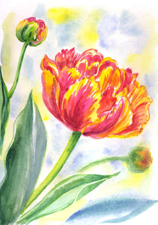 Red-yellow peony tulip on a delicate background, watercolor illustration, print for a postcard, poster and other designs.の写真素材
