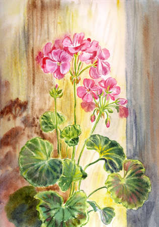 Pelargonium houseplant with pink flowers standing on the window in the sunshine, watercolor illustration, print for poster, greeting card design, cover, etc.の写真素材