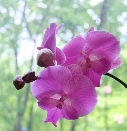 Purple phalaenopsis orchid big lip against a window with greenery, backlight, selective focus, square format.の写真素材