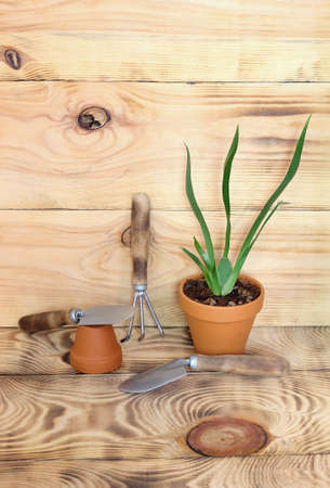 Orchid oncidium "twinkle" transplanted from a smaller pot into a larger pot and garden tools for indoor flowers, with a place to write, selective focus, vertical orientation.の写真素材