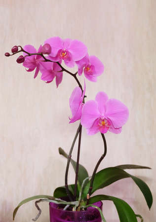 Pink orchid phalaenopsis cultivar Pasadena in a pot, with space for an inscription, selective focus, vertical orientation.の写真素材