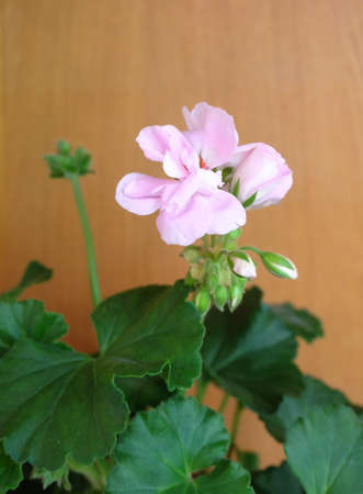 Houseplant Geranium (Pelargonium zonale) with double pink flowers, selective focus, vertical orientation, with space for inscription.の写真素材