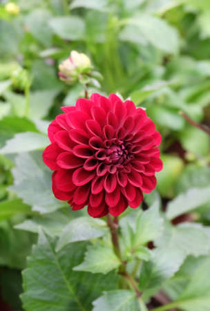 Dark red dahlia flower on a green background, macro shot, selective focus, blurred background, vertical orientation.の写真素材