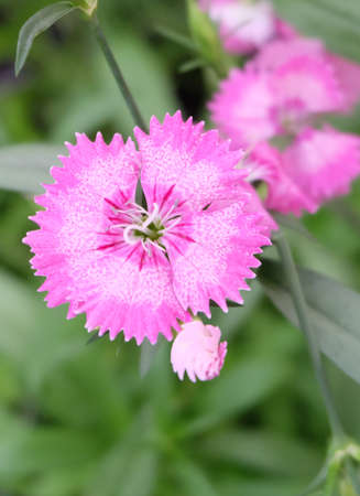 Pink flower of carnation (Dianthus deltoides) garden plant, macro shot, selective focus, blurred background, vertical orientation.の写真素材
