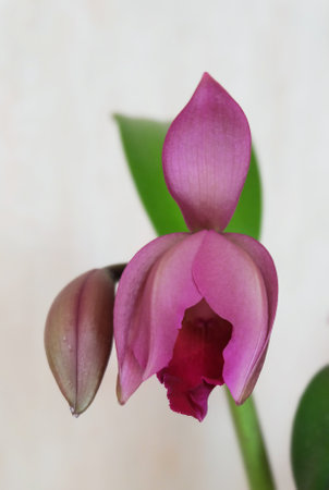 Opening buds of a cattleya orchid on a light background, selective focus, vertical orientation.の写真素材