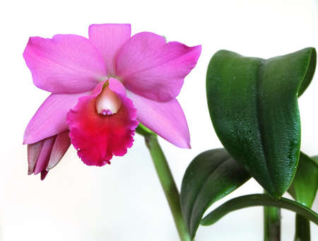 Orchid sophrolaeliocattleya estella jewel with a raspberry-pink flower on a dark background, selective focus, horizontal orientation.の写真素材