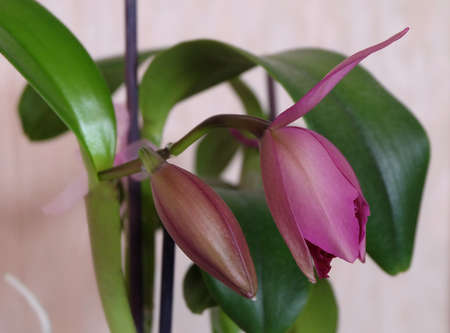 Opening buds of orchid sophrolaeliocattleya on a light background, selective focus, horizontal orientation.の写真素材