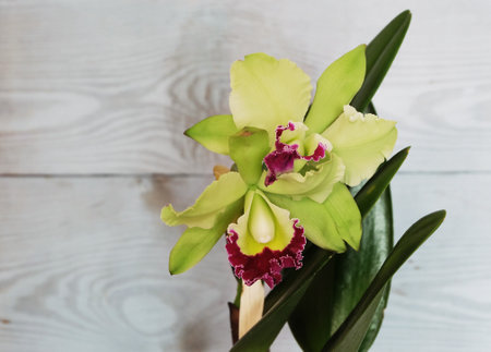 Yellow hybrid cattleya with magenta lip on a blue background, selective focus, with space for an inscription, horizontal orientation.の写真素材