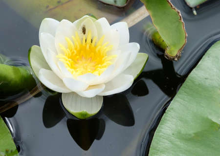 White water lily (NymphaÃ©a Ã¡lba) flower on a pond in summer, selective focus, with space for...