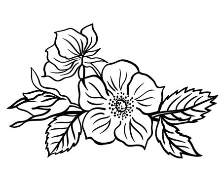 Blossoming wild rose vignette, black and white outline vector illustration, decor for frames, invitations, postcards, etc.のイラスト素材