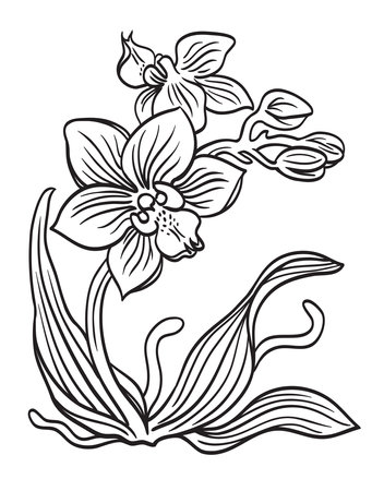 Small phalaenopsis orchid with leaves flowers and roots, contour vector drawing on a white backgroundのイラスト素材