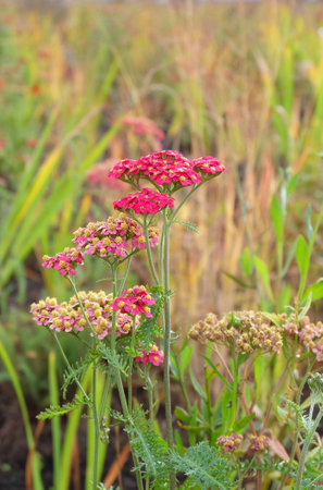 Red and pink inflorescences of yarrow (AchillÃ©a millefÃ³lium) on a flower bed in autumn, selective focus, blurred background, vertical orientationの写真素材