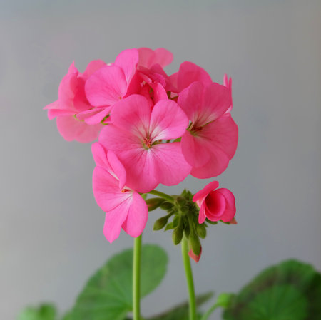 Bright pink geranium (Pelargonium zonale) flowers on a gray background, selective focus, square format.の写真素材
