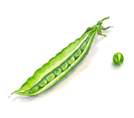 Pods of green peas with peas on a white background, watercolor illustration with vegetables for various designs.の写真素材