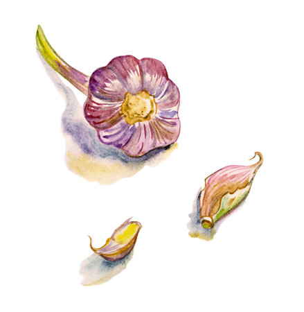 Garlic heads and garlic cloves, watercolor illustration isolated on white background for various designs.の写真素材