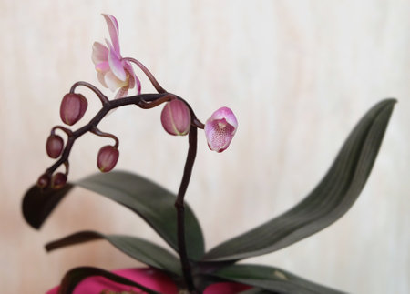 Blooming Phalaenopsis Mini Orchid, cultivar Pink Girl, selective focus, horizontal orientation.の写真素材