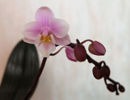 Blooming Phalaenopsis Mini Orchid, cultivar Pink Girl, selective focus, horizontal orientation.の写真素材