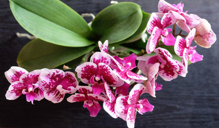 Blooming motley orchid Phalaenopsis cultivar Alice on a black background, top view, selective focus, horizontal orientation.の写真素材