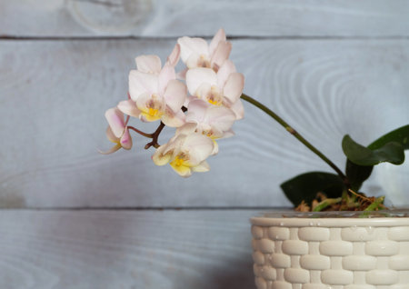 White mini phalaenopsis orchid in a pot against a wooden blue wall, selective focus, horizontal orientation.の写真素材