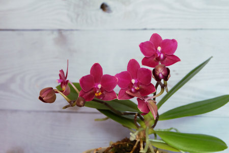 Burgundy mini phalaenopsis orchid in a pot against a wooden blue wall, selective focus, horizontal orientation.の写真素材