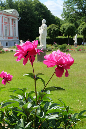 Moscow, Russia - 06.21.2023: Kuskovo estate, Landscape with blooming peonies, part of the palace and sculpturesのeditorial素材