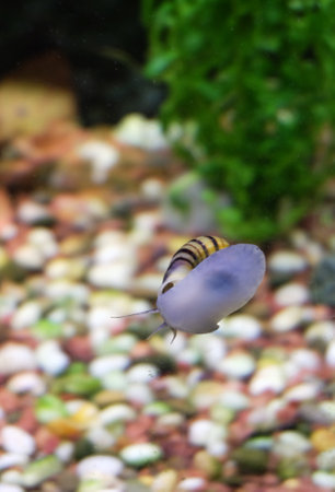 Aquarium snail Asolene spixi crawls along the glass in an aquarium, selective focus, vertical orientation.の写真素材
