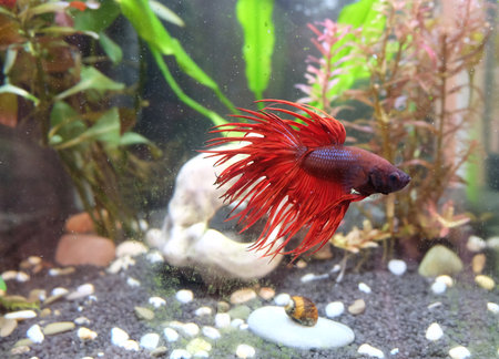 Betta fish, crown-tailed with red fins in an aquarium near a cave, selective focus, horizontal orientation.の写真素材