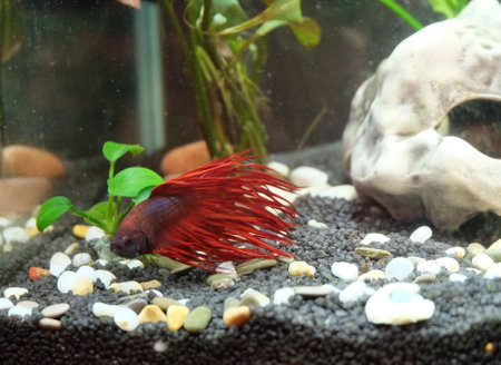 Betta fish, crown-tailed with red fins in an aquarium near the bottom, selective focus, horizontal orientation.の写真素材