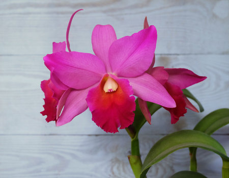 Cattleya orchid in pink-crimson color on a blue wooden background, selective focus, horizontal orientation with space for inscription.の写真素材