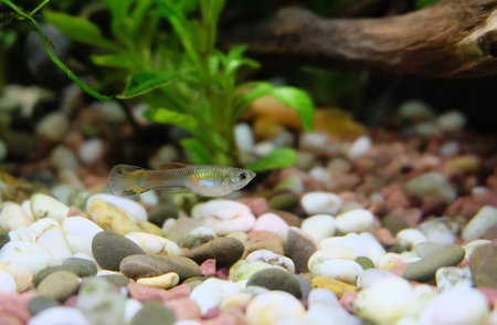 A young male guppy fish (Poecilia reticulata) swims in an aquarium, selective focus, horizontal...