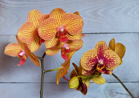 Yellow phalaenopsis orchids of varieties KV Beauty and Charmer on a blue background, selective focus, horizontal orientation.の写真素材