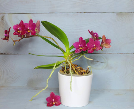 Mini phalaenopsis with burgundy flowers, variety Lucky, on a blue background, selective focus, horizontal orientation.の写真素材
