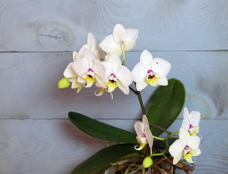 Blooming white phalaenopsis on a blue wooden background, selective focus, horizontal orientation.の写真素材