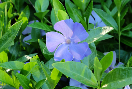 Purple periwinkle flower among the greenery in the grass, selective focus, horizontal orientationの写真素材