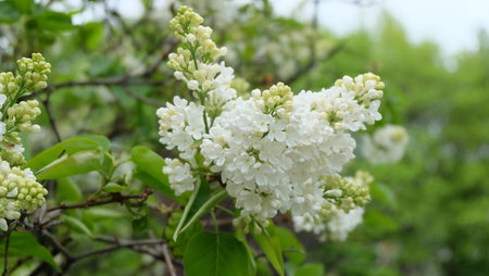 Branch of white lilac in bloom against green background, selective focus, horizontal orientationの写真素材