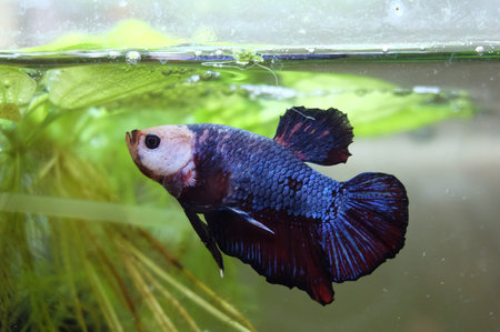 Male blue and white Siamese fighting fish building a nest under a floating plant in an aquarium, macro photography, selective focus, horizontal orientation.の写真素材