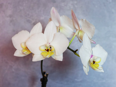 White mini orchid Phalaenopsis on a gray-blue background, macro photography, selective focus, horizontal orientation.の写真素材