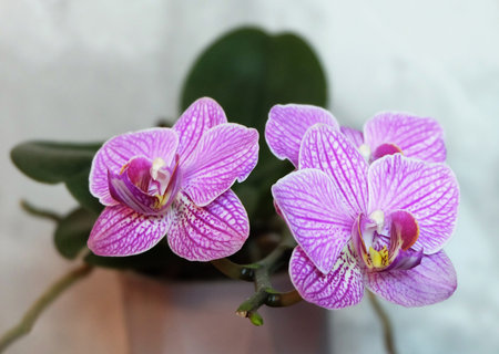 Striped Phalaenopsis orchid with crimson stripes on petals on a light background, macro photography, selective focus, horizontal orientation.の写真素材