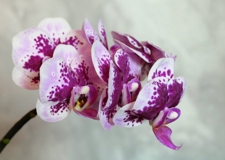Variegated Phalaenopsis orchid with spots on a light background, macro photography, selective focus, horizontal orientation.の写真素材