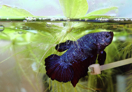 Aquarium fighting fish male (Betta splendens) near its nest under floating plants, selective focus,...
