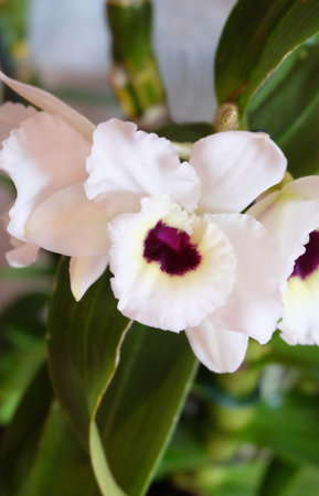 Orchid flowers Dendrobium Nobile white, variety Pure Heart "Snow Love", selective focus, vertical orientationの写真素材