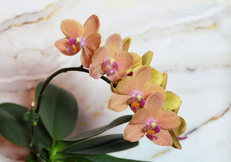 Phalaenopsis orchid variety Sunset Love with orange speckled flowers, selective focus, macro photography, vertical orientation.の写真素材