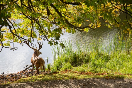 Photo of a deer standing at a lake at Dyrehaven in Copenhagen, Denmark.の写真素材