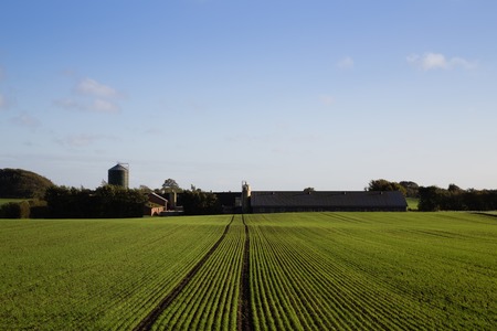 Photograph of a farmhouse and a field in Jutland region in Denmark.の写真素材