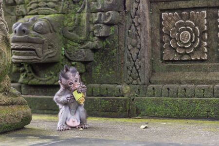 Ubud, Indonesia: Photograph of a baby monkey sitting and eating in front of a temple in the sacred monkey forest.の写真素材
